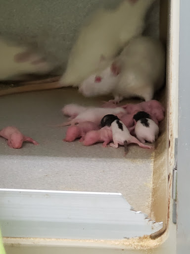 Animal Feed Store «Farmland Pets & Feed», reviews and photos, 9000 Silverdale Way NW, Silverdale, WA 98383, USA