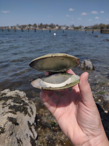 Tourist Attraction «Blithewold Mansion, Gardens & Arboretum», reviews and photos, 101 Ferry Rd, Bristol, RI 02809, USA