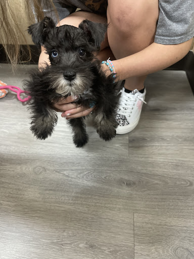 Pet Supply Store «Petland Tyler», reviews and photos, 4512 S Broadway Ave, Tyler, TX 75703, USA