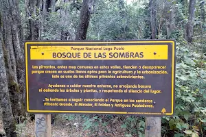 Bosque de las Sombras, PN Lago Puelo image