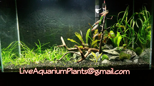Aquarium «Live Aquarium Plants Company», reviews and photos, 240 NW 107th Ave, Miami, FL 33172, USA