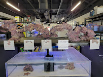 OnlyFins Aquatics LLC - Photo 3 - Car repair in Chandler, AZ, Mesa