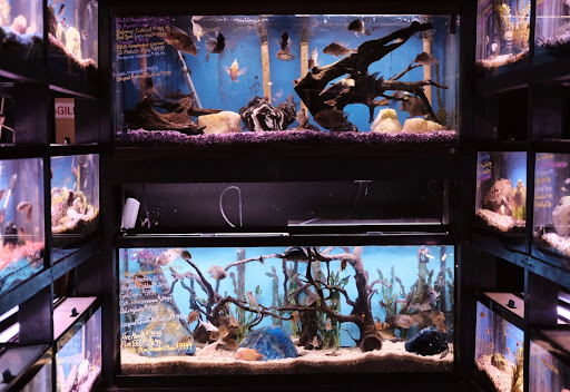 Pet Store «Pets Plus-Reptiles & Exotic», reviews and photos, 421 West Ave, Lockport, NY 14094, USA