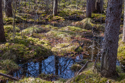 Park «Quaking Bog», reviews and photos, Theodore Wirth Pkwy, Minneapolis, MN 55411, USA