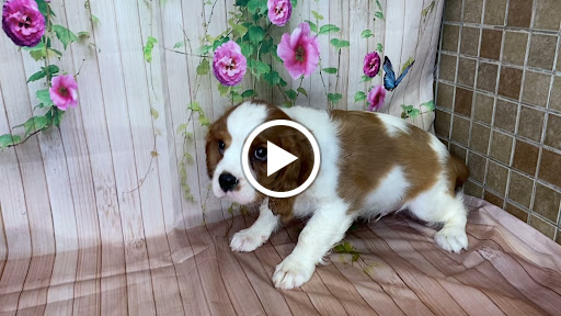 Pet Store «Puppy Love», reviews and photos, 4802 Valley View Blvd NW Uf290, Roanoke, VA 24012, USA