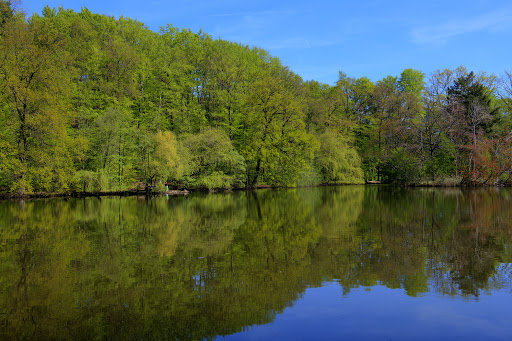 Frankfurt City Forest