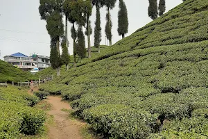 Gopaldhara Tea Estate image