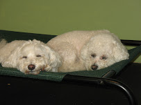 Pets R People 2 - Doggie Daycare & Boarding - Photo 9 - Car repair in Knoxville, TN, Knoxville
