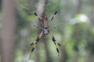 Castellow Hammock Preserve & Nature Center - photo 53