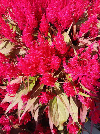 Home Improvement Store «The Home Depot», reviews and photos, 5517 Urbana Pike, Frederick, MD 21704, USA