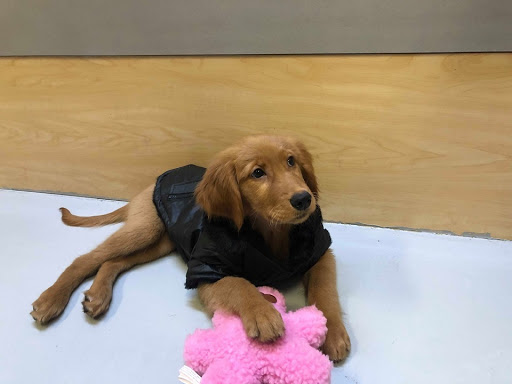 Pet Store «Pet Express», reviews and photos, 100 Independence Way, Danvers, MA 01923, USA