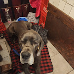 Photo n°7 de l'avis de Meghan.e fait le 03/01/2024 à 22:38 sur le  Osteria Cinghiale Bianco à Florence