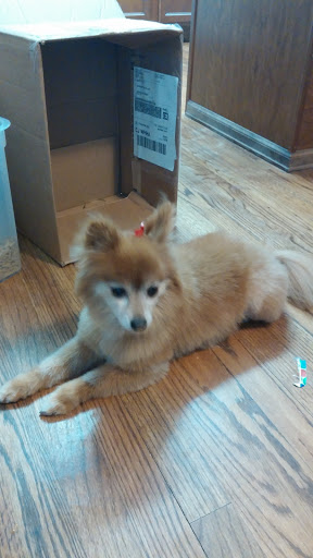 Pet Supply Store «PetSmart», reviews and photos, 4654 Milestone Ln, Castle Rock, CO 80104, USA