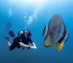 Koh Tao Scuba Club photo