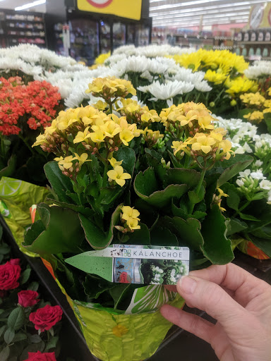 Grocery Store «Winn-Dixie», reviews and photos, 4512 FL-20, Niceville, FL 32578, USA