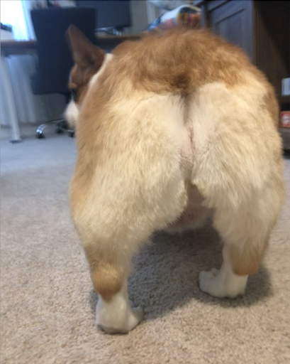 Pet Supply Store «Petco Animal Supplies», reviews and photos, 4491 Kirkwood Hwy, Wilmington, DE 19808, USA