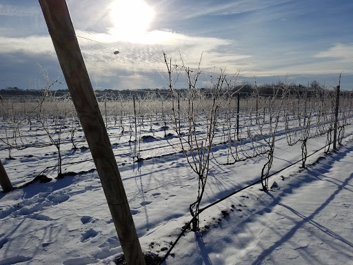 Winery «White Horse Winery», reviews and photos, 106 Hall St, Hammonton, NJ 08037, USA