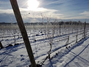 White Horse Winery - photo 72
