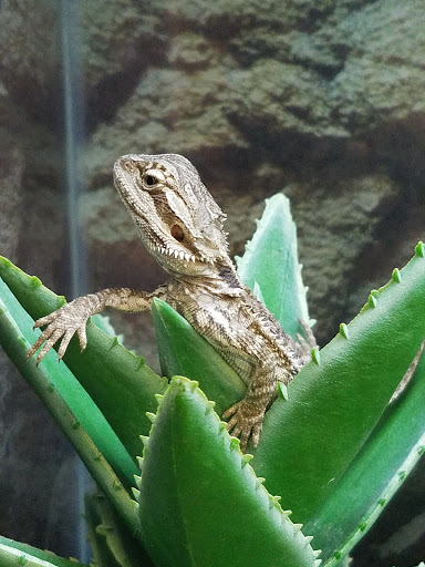 Pet Supply Store «Petco Animal Supplies», reviews and photos, 6595 N Illinois St, Fairview Heights, IL 62208, USA