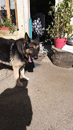 Photo n°1 de CHENIL DU LUIZARD à Chazey-sur-Ain ()