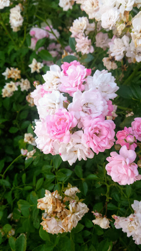 American Restaurant «Cracker Barrel Old Country Store», reviews and photos, 16 Nashua Rd, Londonderry, NH 03053, USA