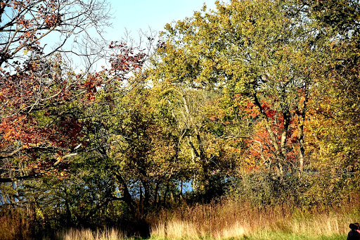 Nature Preserve «Pulaski Woods East», reviews and photos, 9600 Wolf Rd, Willow Springs, IL 60480, USA