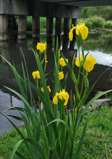 Nature Preserve «Beaverton Creek Wetlands Natural Area», reviews and photos, SW 153rd Dr, Beaverton, OR 97006, USA