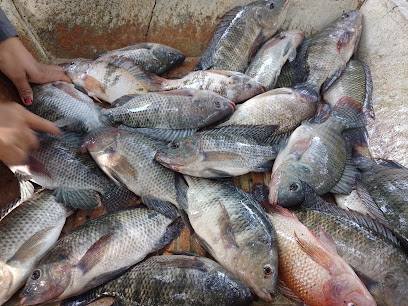 Piscicultura crianza de peces “tilapia”.