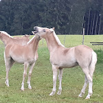 Photo n°5 de l'avis de Petra.a fait le 01/08/2020 à 15:41 sur le  Landhotel Haflingerhof à Roßhaupten