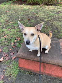 Wooza Wooza Pet Care - Photo 7 - Car repair in , Renton