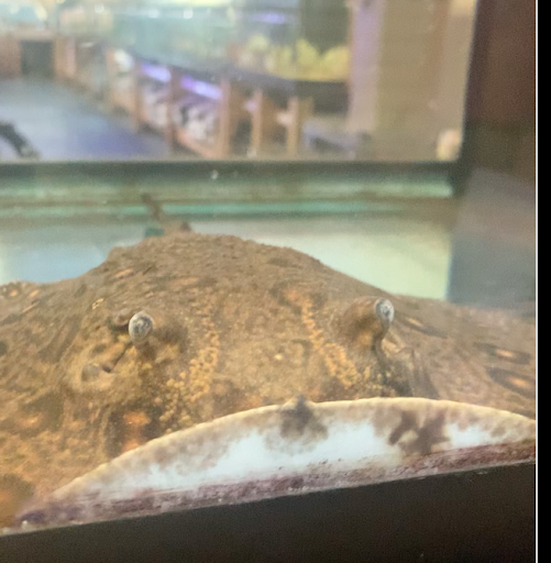 Pet Store «Fish & Pet Plus», reviews and photos, 19 Commerce St, Flemington, NJ 08822, USA