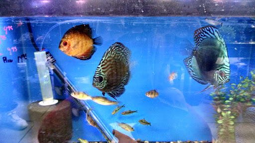 Pet Supply Store «Sea Level Aquarium», reviews and photos, 28 US-46, Pine Brook, NJ 07058, USA
