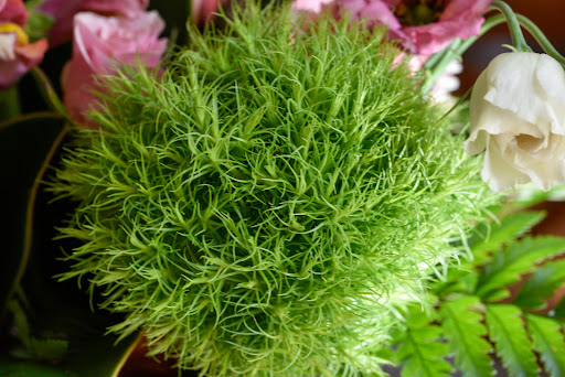 Florist «Purple Poppy Florist», reviews and photos, 2010 S Main St, Wake Forest, NC 27587, USA