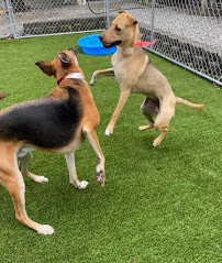 Best Friends Pet Hotel - Photo 3 - Car repair in Bethany, CT, New Haven