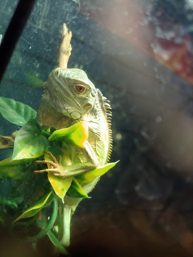 Pet Store «Critters & Co Pet Center», reviews and photos, 11042 WA-525, Clinton, WA 98236, USA