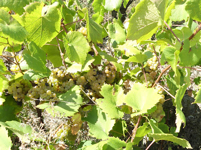 Les Vins Jardinés à Monnières