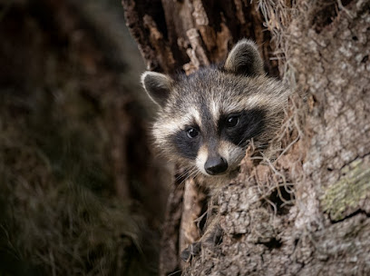 Wildlife Pro | Skunk & Raccoon Removal | Wildlife Controls