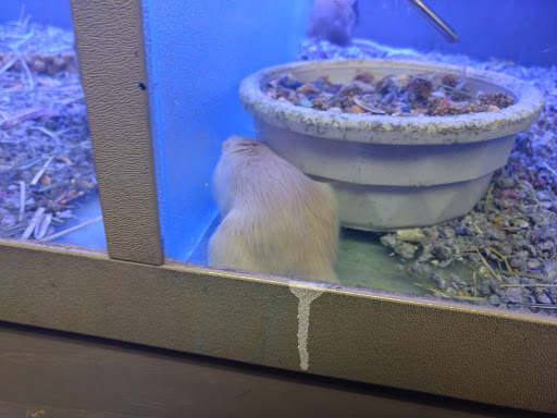 Pet Store «Moby Dick Pet Store Inc», reviews and photos, 3700 Sashabaw Rd, Waterford Twp, MI 48329, USA