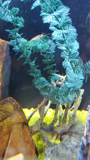 Tropical Fish Store «South Seas Aquatics Inc.», reviews and photos, 5440 Babcock Rd A133, San Antonio, TX 78240, USA