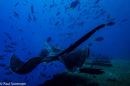 Diveline Scuba Centre