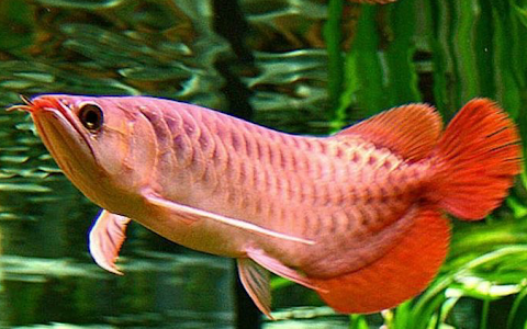 AMAZON MONSTER FISH image