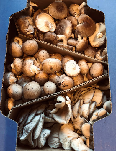 Produce Market «The Woodlands at Phillips», reviews and photos, 1020 Kaolin Rd, Kennett Square, PA 19348, USA