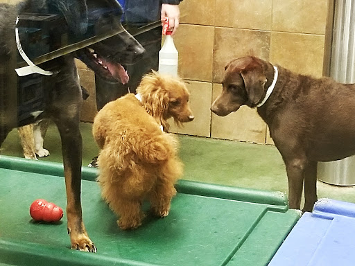 Pet Supply Store «PetSmart», reviews and photos, 2221 Oakton St, Evanston, IL 60202, USA