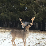 Photo n°4 de l'avis de Nazzareno.p fait le 23/01/2018 à 12:01 sur le  Maso Rosso - Food and Drink à Rubbio