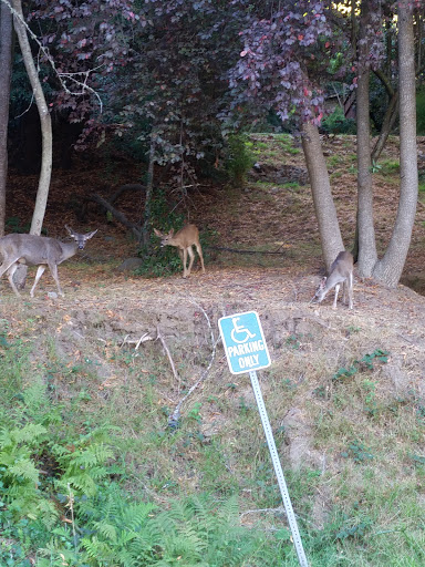 Golf Course «Mill Valley Golf Course», reviews and photos, 280 Buena Vista Ave, Mill Valley, CA 94941, USA