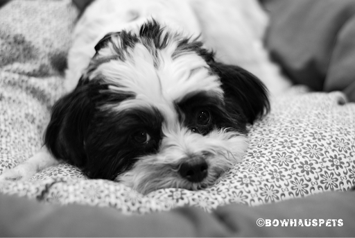 Dog Day Care Center «The Bowhaus Pet Company», reviews and photos, 2472 E Colorado Blvd, Pasadena, CA 91107, USA