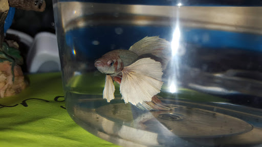 Pet Store «Kalamazoo Reptile Show», reviews and photos, 2900 Lake St, Kalamazoo, MI 49048, USA