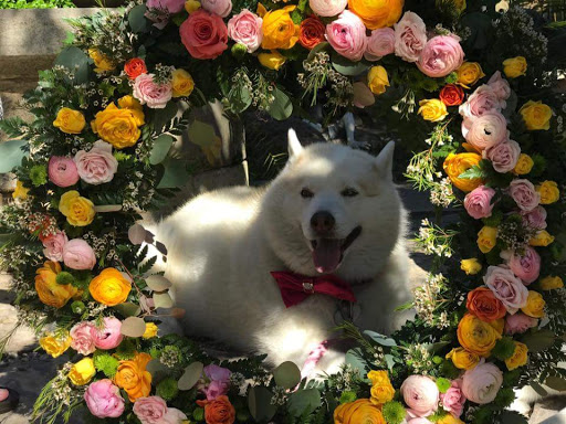 Florist «Oviedo Florist», reviews and photos, 1419 W Broadway St, Oviedo, FL 32765, USA