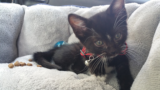 Pet Supply Store «Petco Animal Supplies», reviews and photos, 2807 Wilma Rudolph Blvd, Clarksville, TN 37040, USA