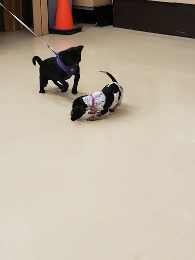 Pet Supply Store «Petco Animal Supplies», reviews and photos, 2435 N Hwy 67, Florissant, MO 63033, USA